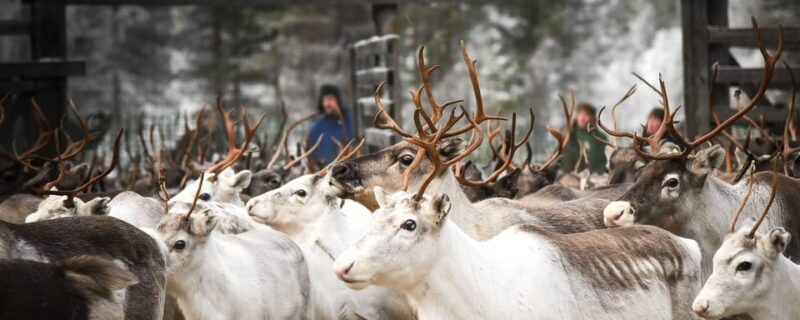 Rovaniemi: Reindeer Farm Visit and Sleigh Ride with transfer - FAQs