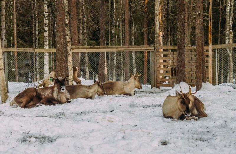 Rovaniemi: Reindeer Farm Visit with Sleigh Ride & Pickup - Key Points