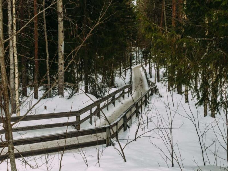 Rovaniemi: Reindeer Farm Visit with Sleigh Ride & Pickup - An Honest Review of the Reindeer Farm Tour