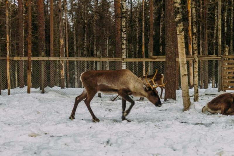 Rovaniemi: Reindeer Farm Visit with Sleigh Ride & Pickup - Who Should Book This Tour?