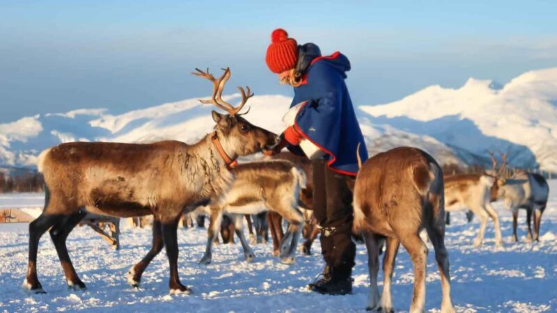 Rovaniemi: Reindeer Farm Visit with Sleigh Ride & Snacks - Key Points