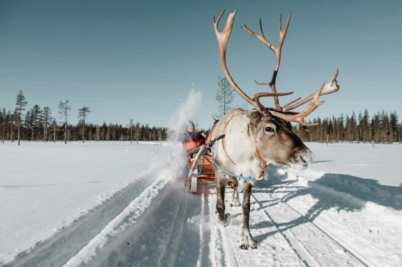 Rovaniemi: Reindeer Farm Visit with Sleigh Ride & Snacks - An In-Depth Look at the Reindeer Farm Tour