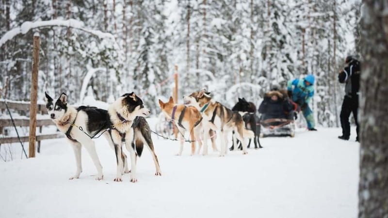 Rovaniemi: Reindeer, Huskies & Santa Claus Village - Santa Claus Village: Free Time, Arctic Circle Moment, and Meeting Santa