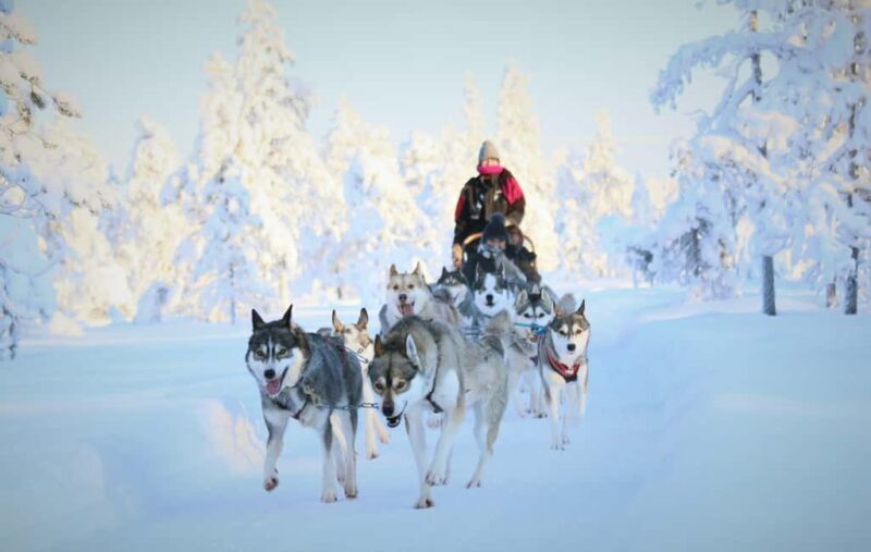 Rovaniemi: Reindeer & Husky Safari with Lunch - Key Points