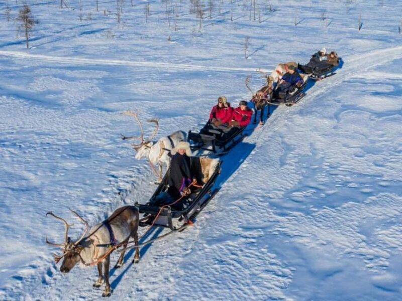 Rovaniemi: Reindeer Safari at 200-Year-Old Farm & Sled Ride - Considerations and Potential Drawbacks