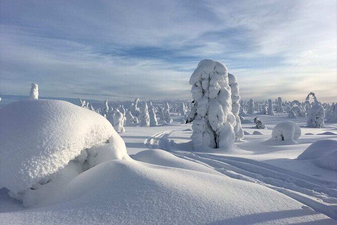 Rovaniemi: Riisitunturi Full-Day Wilderness Adventure & BBQ - Key Points