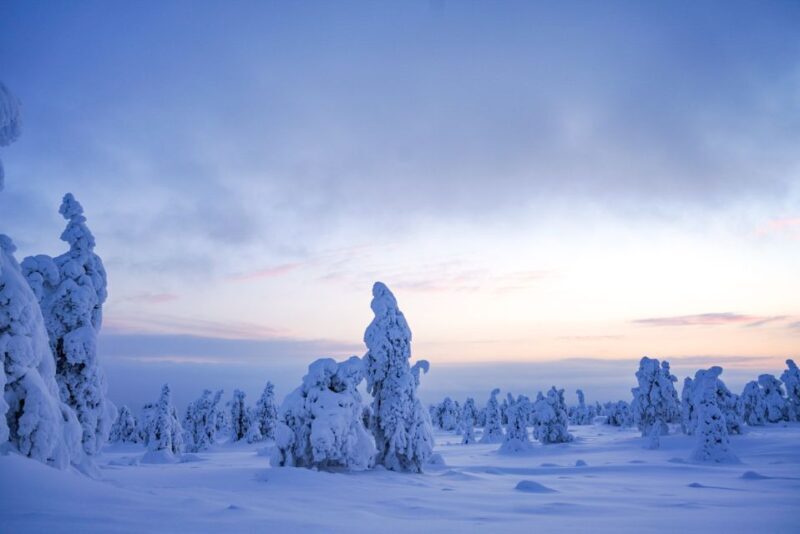 Rovaniemi: Riisitunturi National Park Day Trip with Lunch - Key Points