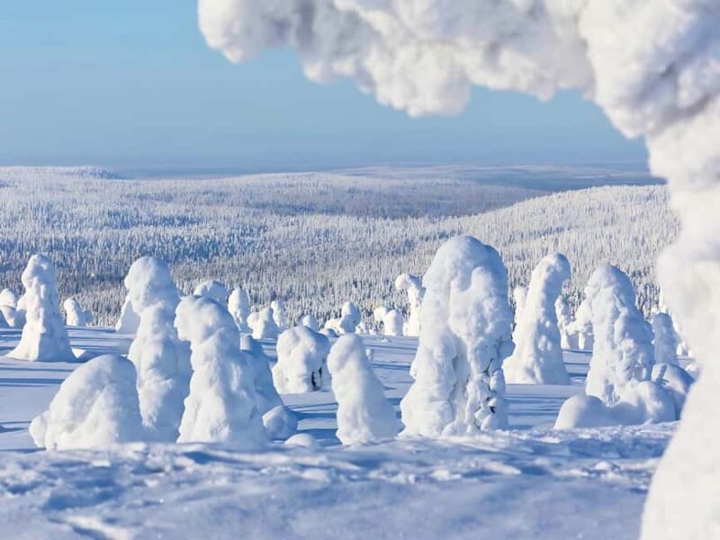 Rovaniemi: Riisitunturi Tykky Trees Wilderness Hike & BBQ - Key Points