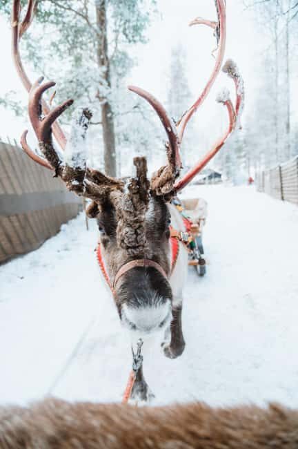 Rovaniemi: Santa Claus Village, Husky & Reindeer Tour - The Itinerary in Detail