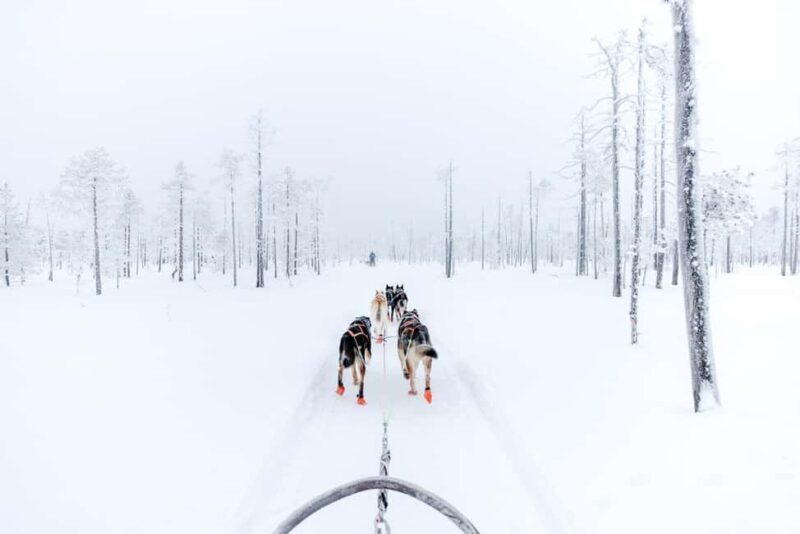 Rovaniemi: Santa Claus Village, Husky & Reindeer Tour - Who Will Appreciate This Tour?