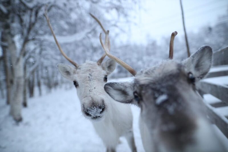 Rovaniemi: Santa Claus Village Tour Huskies & Reindeer ride - Reindeer Encounters: Gentle and Meaningful