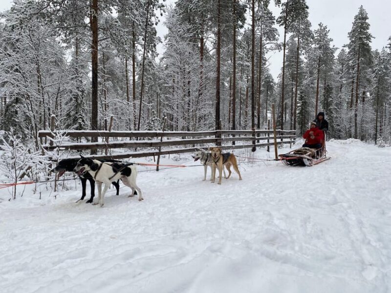 Rovaniemi: Santa Claus Village Tour Huskies & Reindeer ride - Authenticity and Traveler Feedback