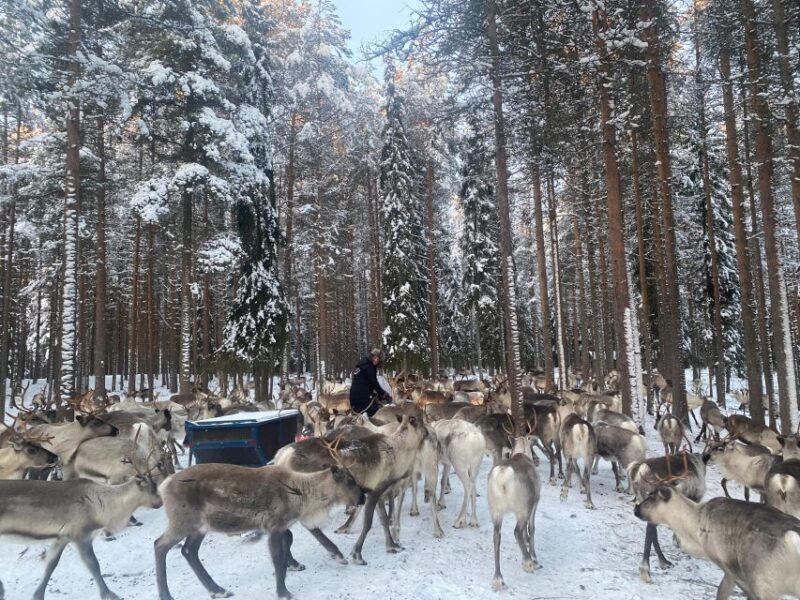 Rovaniemi: Santa Claus Village Tour Huskies & Reindeer Visit - Reindeer Encounters: Cultural Insights and Feeding