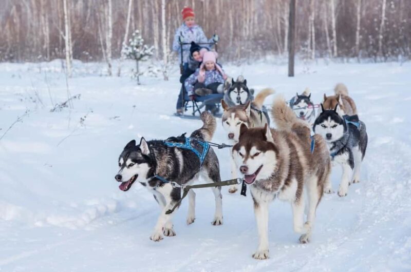 Rovaniemi: Santa Claus Village with Husky & Reindeer Ride - Key Points