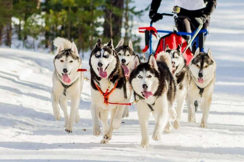 Rovaniemi: Santa Claus Village with Husky & Reindeer Ride - FAQ