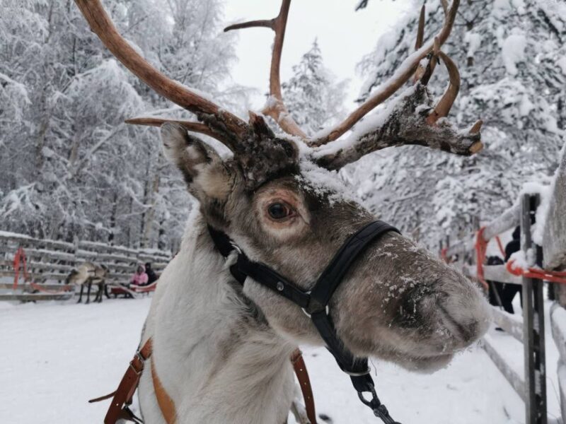 Rovaniemi: Santa's Reindeer and Husky Safari with Aurora BBQ - Key Points