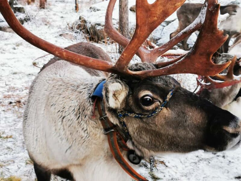Rovaniemi: Santa's Reindeer and Husky Safari with Aurora BBQ - What You Can Expect from This Tour