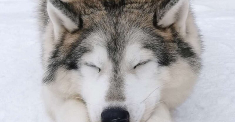 Rovaniemi: Santa's Reindeer and Husky Safari with Aurora BBQ - Frequently Asked Questions