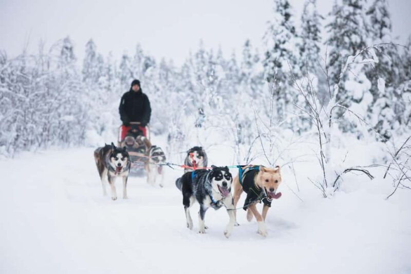 Rovaniemi: Self-Driving Husky Tour 7-kilometers - Key Points