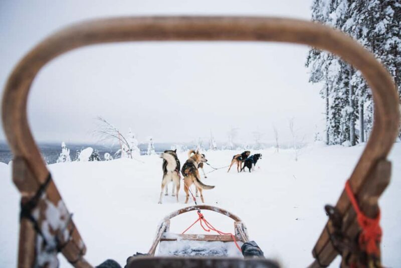 Rovaniemi: Self-Driving Husky Tour 7-kilometers - What Is the Rovaniemi Self-Driving Husky Tour?