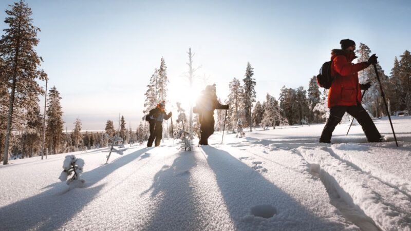 Rovaniemi: Ski Trekking Safari in Lapland - Key Points