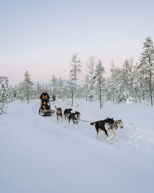 Rovaniemi: Small group Adults-Only 12-18km Husky Tour - Key Points