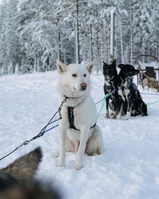 Rovaniemi: Small group Adults-Only 12-18km Husky Tour - Why We Think You’ll Love It