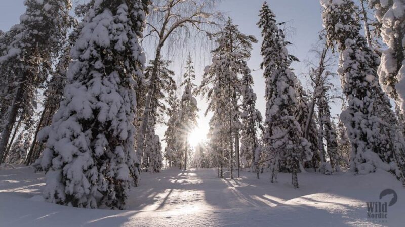 Rovaniemi: Snowmobile Safari into the Arctic Circle Forest - Final Thoughts: Is This Tour Worth It?