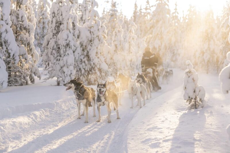 Rovaniemi: Snowmobile Safari, Reindeer & Husky Sleigh Ride - An Honest Look at the Tour Experience