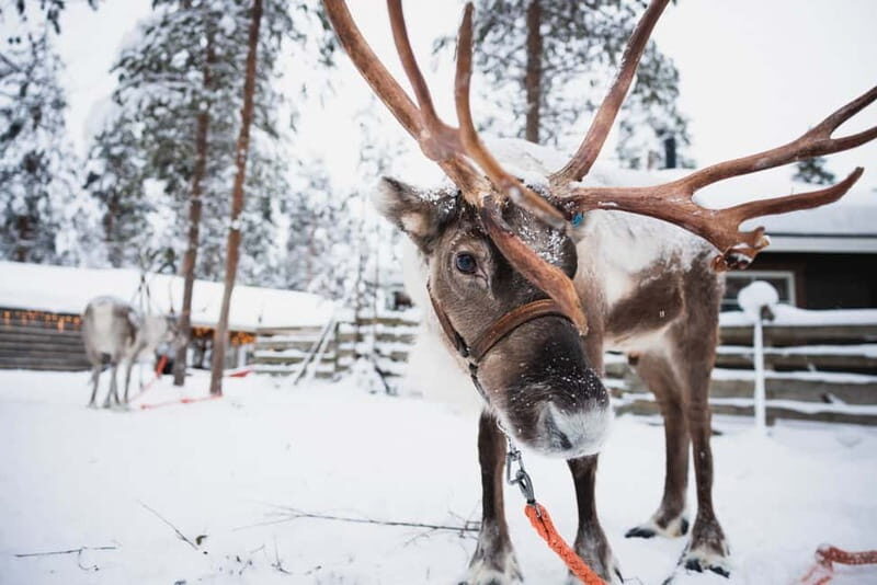 Rovaniemi: Snowmobile Tour and Reindeer Experience - Key Points