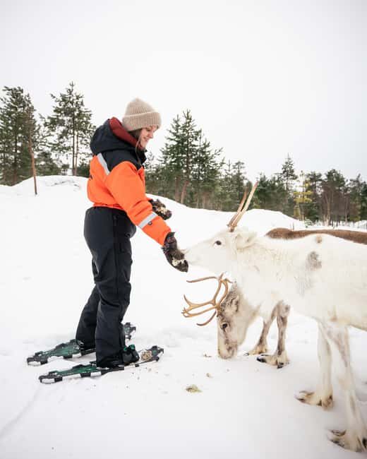 Rovaniemi: Snowshoe trip to meet reindeer - Key Points