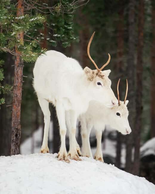 Rovaniemi: Snowshoe trip to meet reindeer - Who Should Consider This Tour?