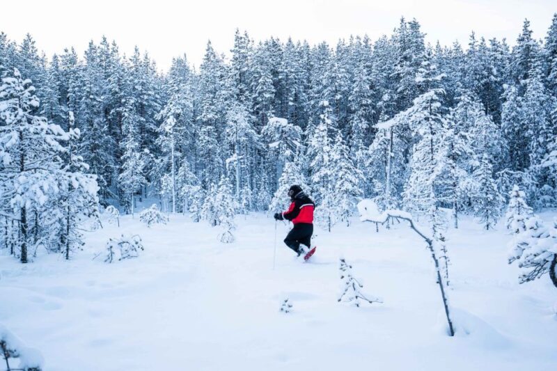 Rovaniemi: Snowshoe Wilderness Adventure - Key Points