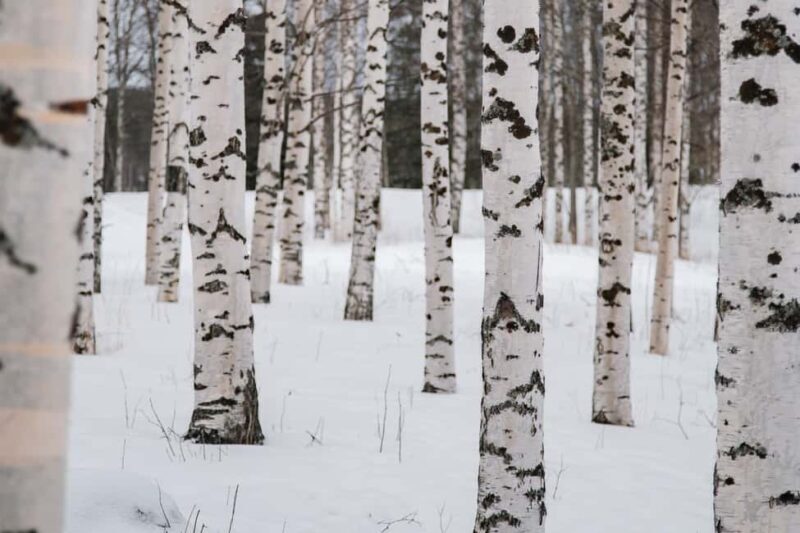 Rovaniemi: Snowshoeing in the Arctic Wilderness - Who Will Get the Most Out of This Tour?