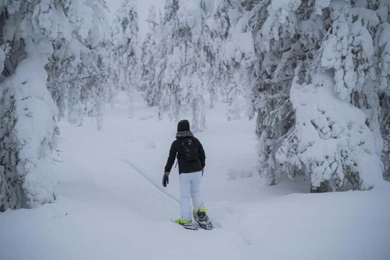 Rovaniemi: Snowshoeing in the Frozen Forest - Is It Worth the Price?