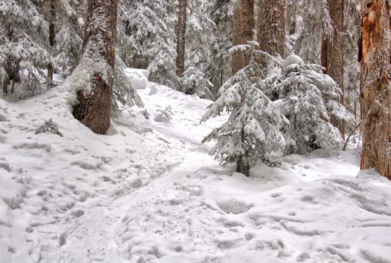 Rovaniemi: Snowshoeing Tour with Wild Lunch and Hotel Pickup - FAQ