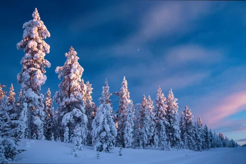 Rovaniemi: Snowy Forest Like in the Movies 3 Hour Tour - Key Points