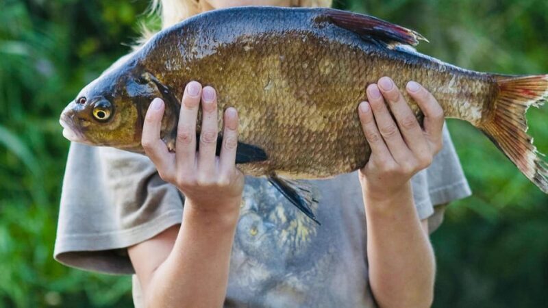 Rovaniemi: Summer & Autumn Fishing Tour in Lapland & BBQ - Practical Considerations