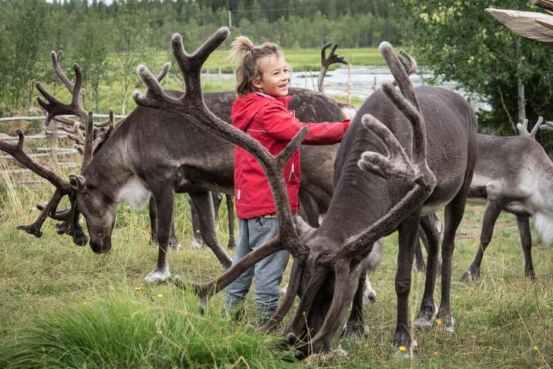 Rovaniemi: Summer/Autumn Reindeer Farm Experience - Key Points