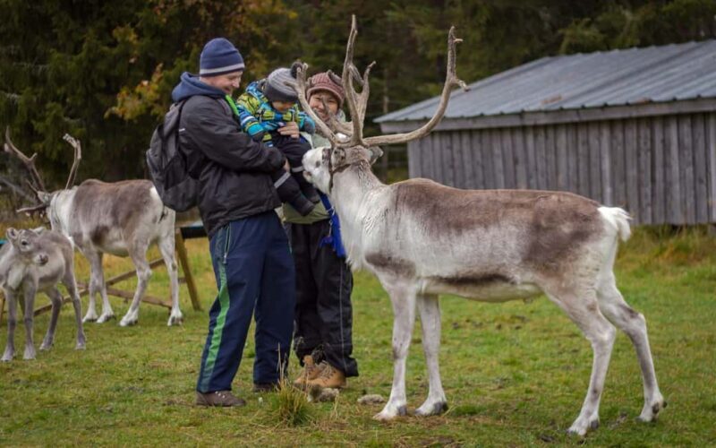 Rovaniemi: Summer/Autumn Reindeer Farm Experience - What to Expect from the Reindeer Farm Experience
