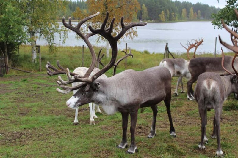 Rovaniemi: Summer/Autumn Reindeer Farm Experience - The Value of the Experience