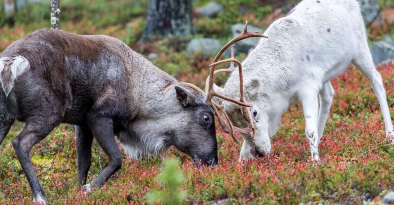 Rovaniemi: Summer Reindeer Farm Experience - Key Points