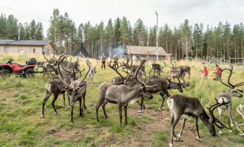 Rovaniemi: Summer Reindeer Farm Experience - What to Expect from the Tour