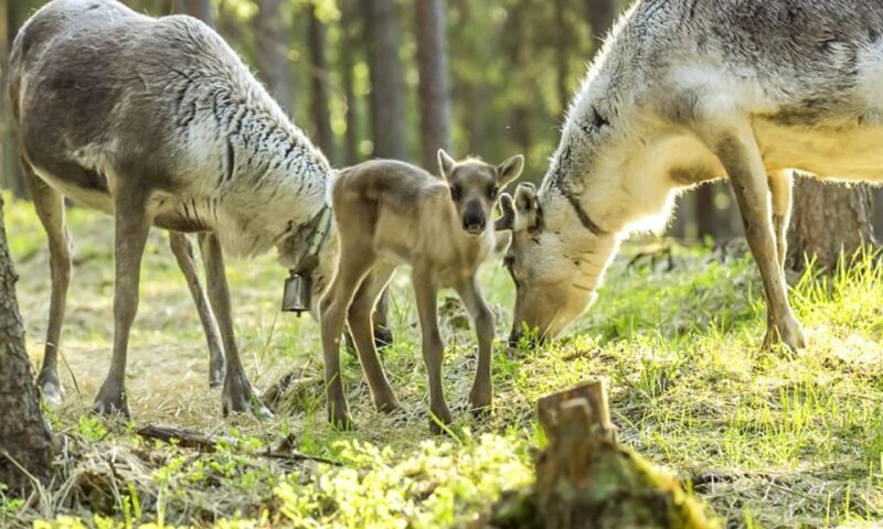 Rovaniemi: Summer Reindeer Farm Experience - Is This Tour Worth the Cost?