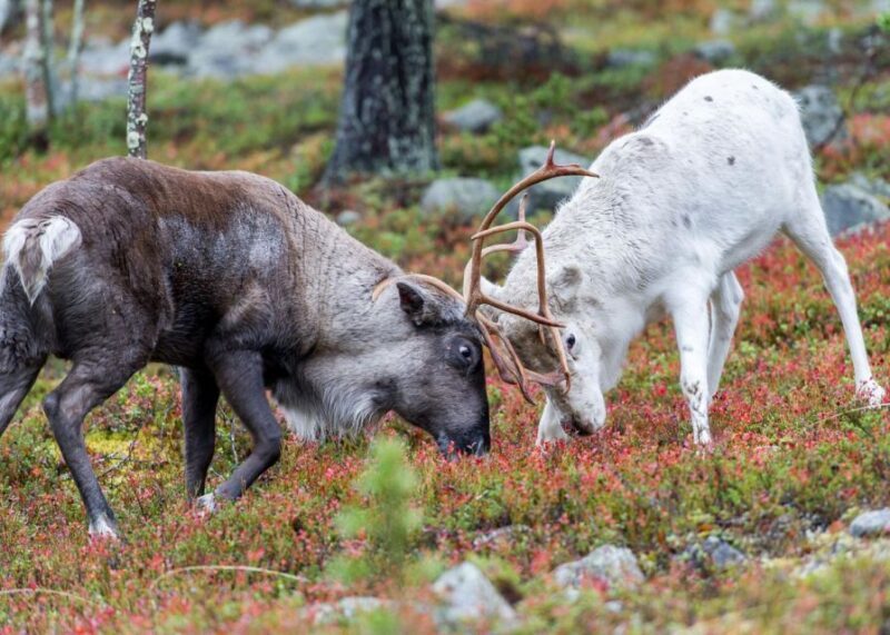 Rovaniemi: Summer Reindeer Farm Experience - Who Is This Experience Best For?