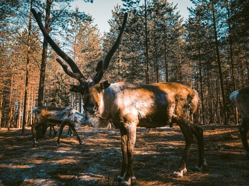 Rovaniemi: Summer Reindeer Farm Experience - FAQs