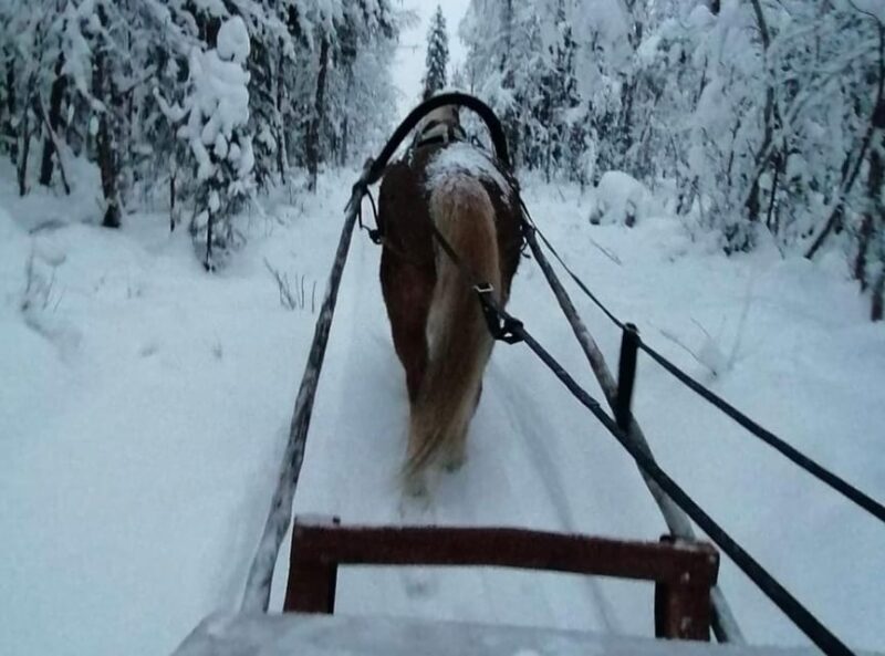 Rovaniemi: Traditional Finnhorse Sleigh Ride at SCV (3km) - Price and Value