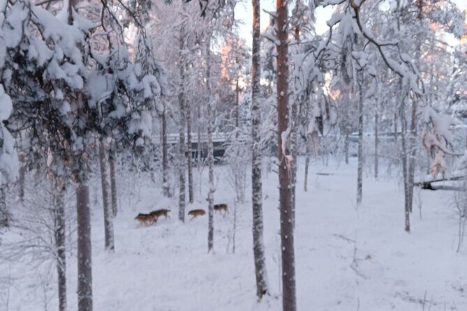 Rovaniemi: Trip to Ranua Zoo with Tickets Included - An In-Depth Look at the Ranua Zoo Tour