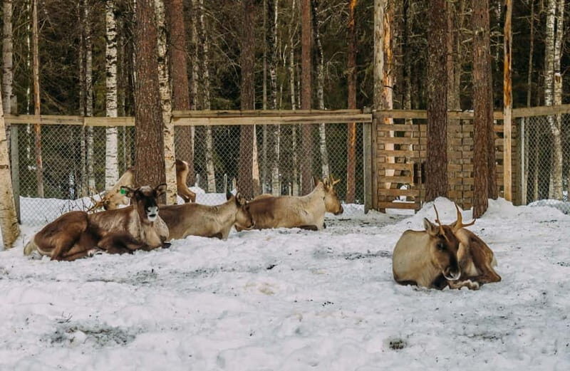 Rovaniemi: Trip to Ranua Zoo with Tickets - What to Expect on Your Ranua Zoo Trip