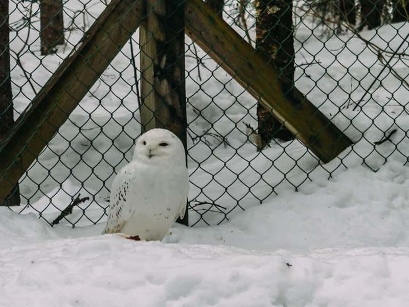 Rovaniemi: Trip to Ranua Zoo with Tickets - What the Reviews Say